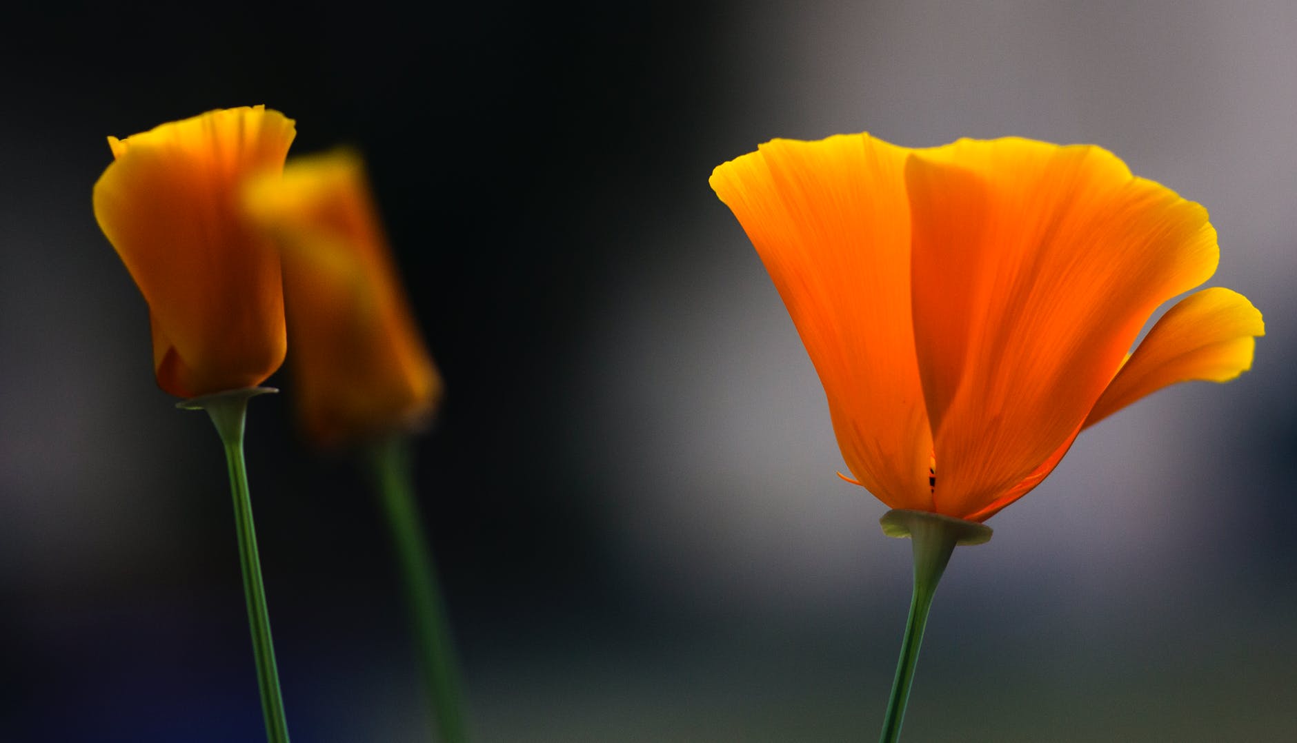 a close up shot of california poppy flowers