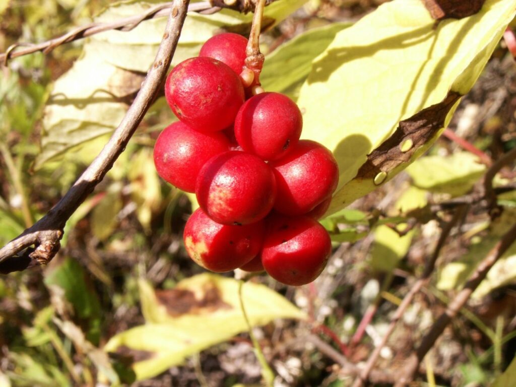 help keep your liver healthy schisandra