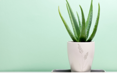 Aloe Vera – A Wonderful Herbal Remedy to Heal Your Skin
