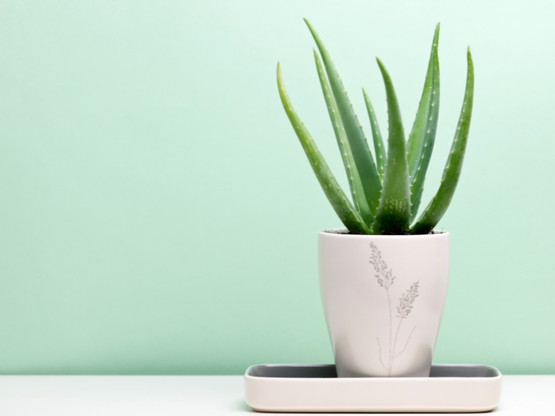 Aloe Vera – A Wonderful Herbal Remedy to Heal Your Skin