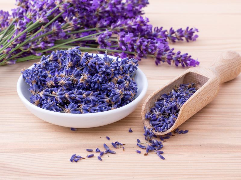 lavender for stress-related fatigue