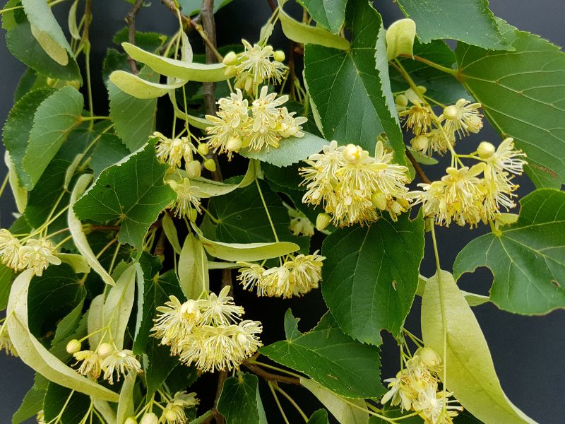 Lime blossom for colds and flu